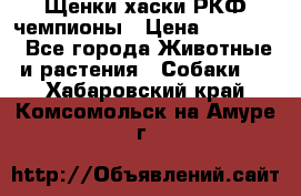 Щенки хаски РКФ чемпионы › Цена ­ 90 000 - Все города Животные и растения » Собаки   . Хабаровский край,Комсомольск-на-Амуре г.
